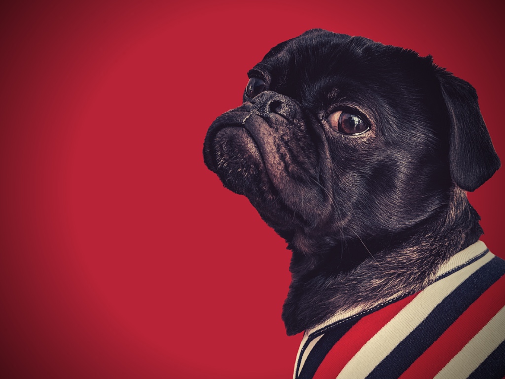 Envie de sortir de cette vie de chien?