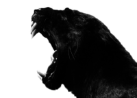 A great web designer: Panther, Cape Town, South Africa