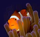 A great web designer: Pacifica Technologies, San Diego, CA