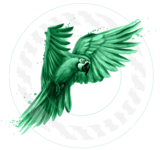 A great web designer: scaling parrots, Itarsi, India