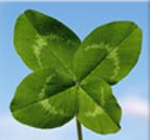 A great web designer: The Lucky Clover, San Francisco, CA