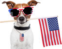 A great web designer: American Fido, LLC, Clearwater, FL
