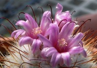 A great web design by Siegel Photography, Whitehouse Station, NJ: 