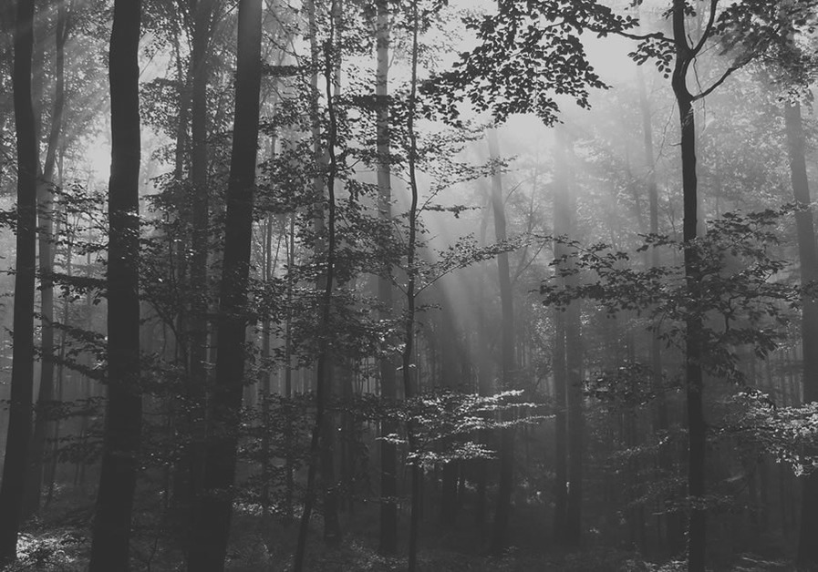 A great web design by Forest, Grand Rapids, MI: 