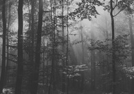 A great web design by Forest, Grand Rapids, MI: 