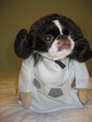 A great web design by Sound-n-Vision.com, New York, NY: 