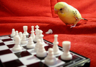 A great web design by Pixel Dream Studio, Houston, TX: 