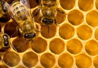 A great web design by Comvita, Paengaroa, New Zealand: 