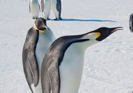 A great web design by Web Design Company Dubai, Dubai, United Arab Emirates: 