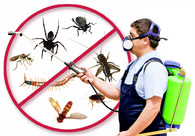 A great web design by Century Pest Control, San Antonio, TX: 