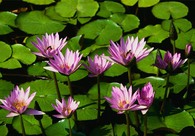 A great web design by SunBeams, Washington DC, DC: 