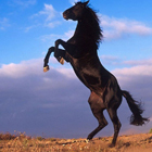 Jeffery  McLaunghlin