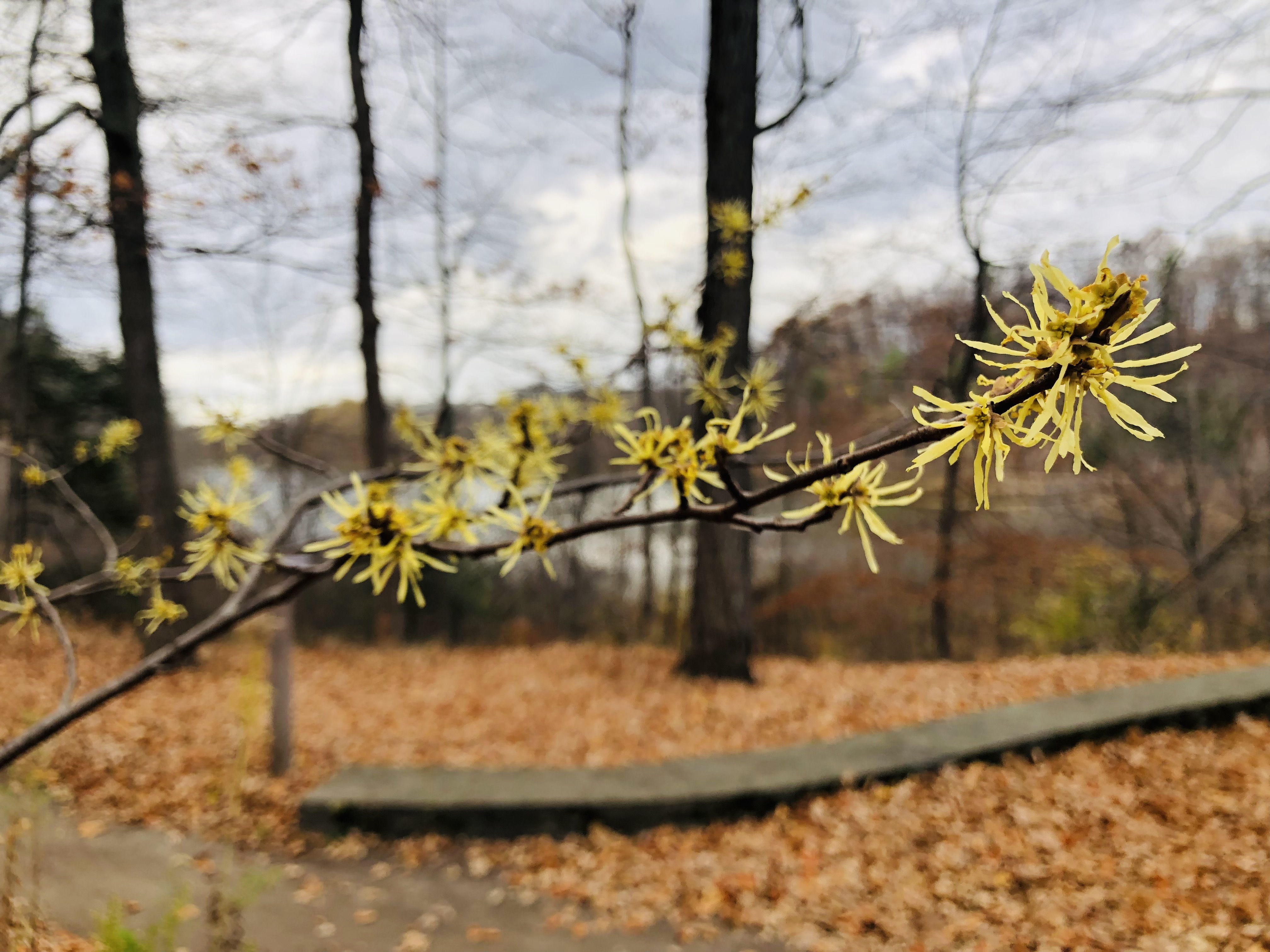 Witch Hazel - Meaningful Monograph!
