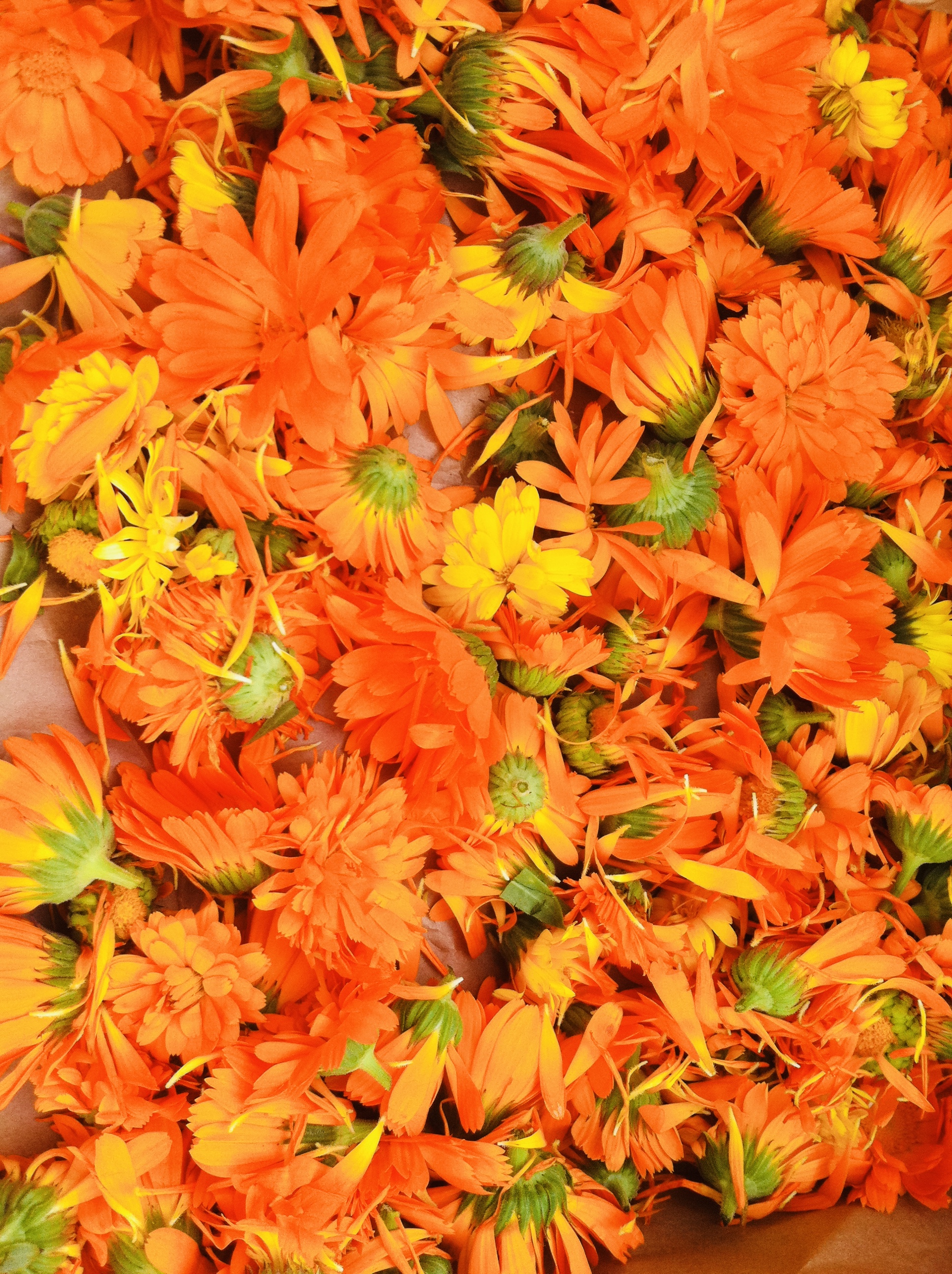 Calendula - Calendula officinalis - Topical panacea or just so-so? 