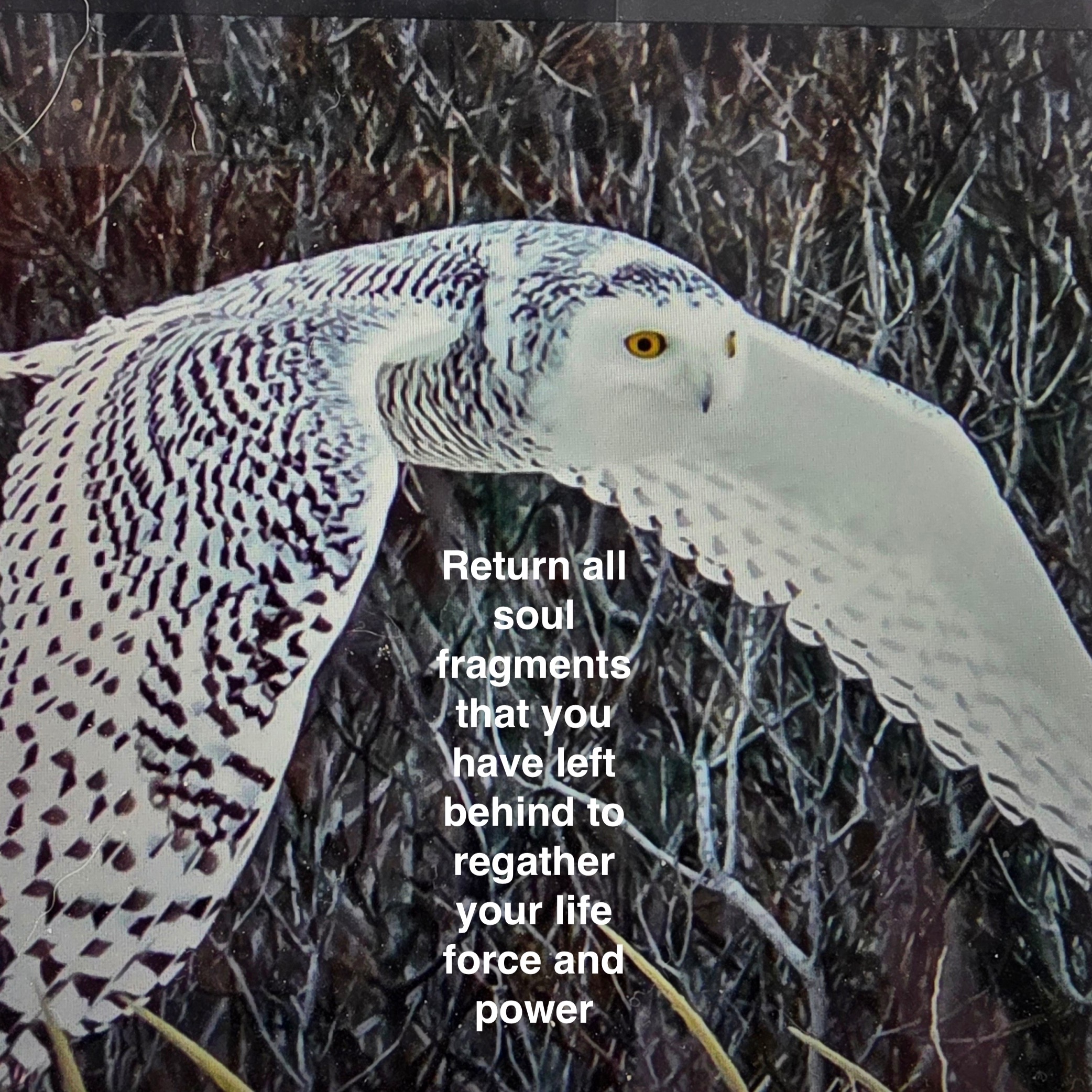 WHITE OWL