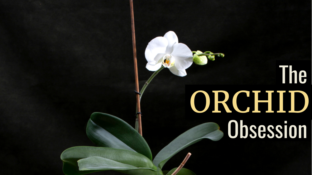 The Orchid's Dark Past: Obsession, Mystery, and Survival 🌸