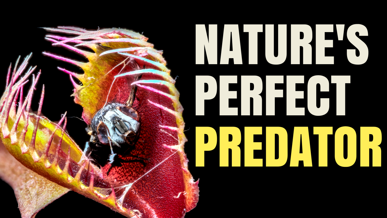 Venus Flytrap: The Plant That Breaks Nature’s Rules