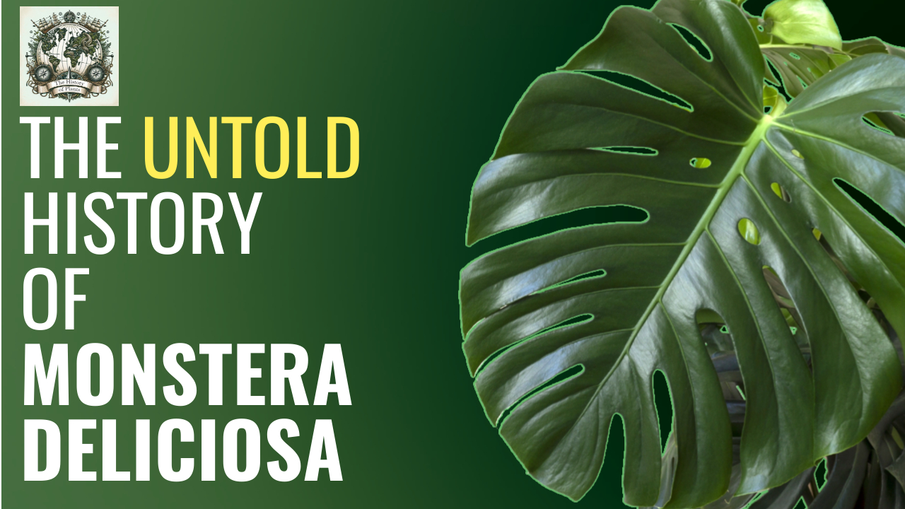 Monstera Deliciosa: From Jungle Survivor to Icon 🌿
