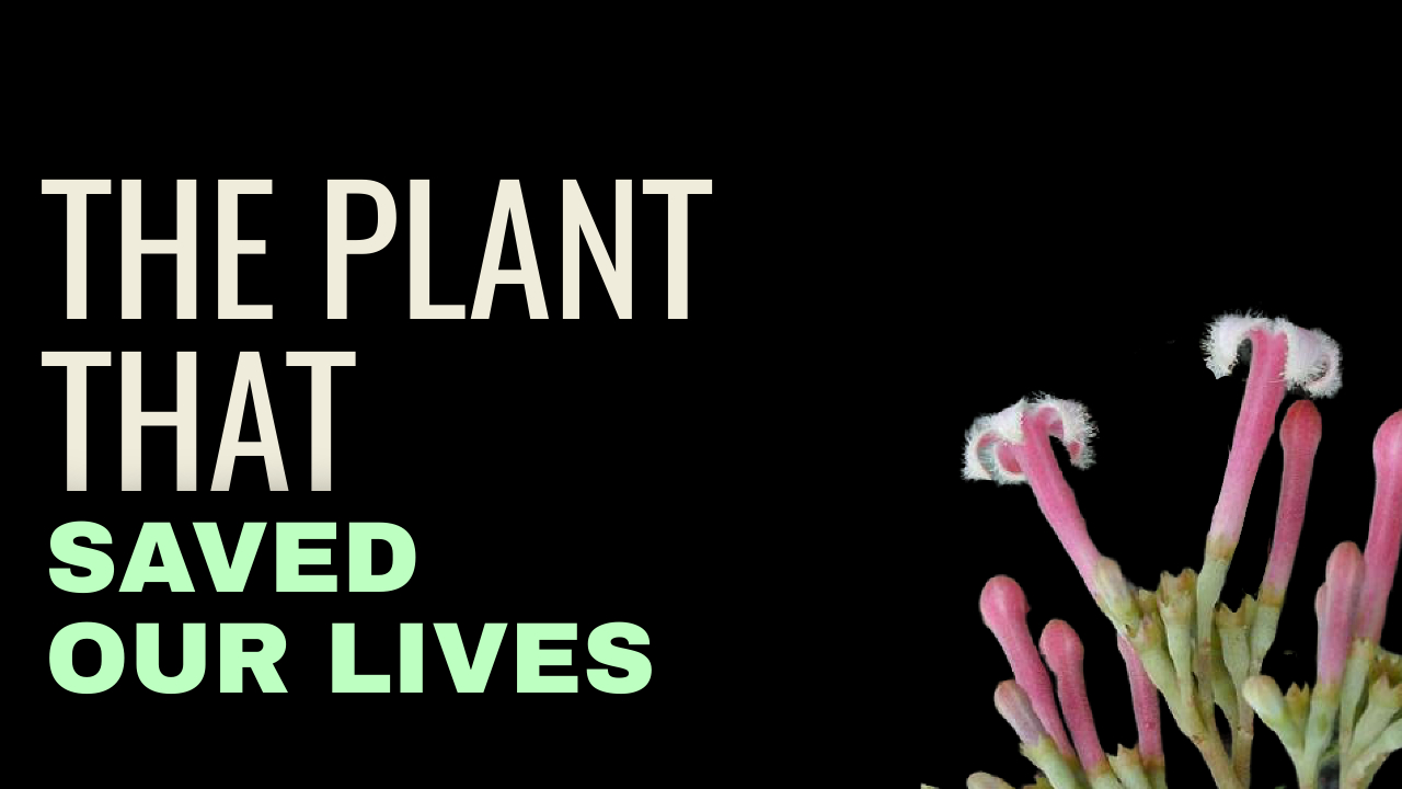 The Plant That Saved Humanity from Extinction