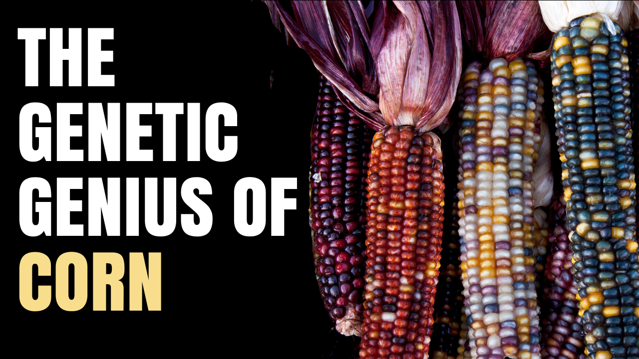 Corn's Wild Story You Never Learned in School 🌽