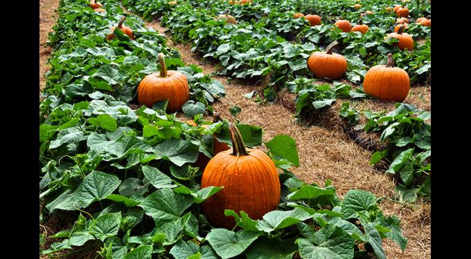 Bedners Fall Festival | South Florida Finds