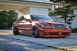 Bee Dragon Majesta #8