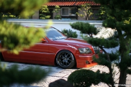 Bee Dragon Majesta #12