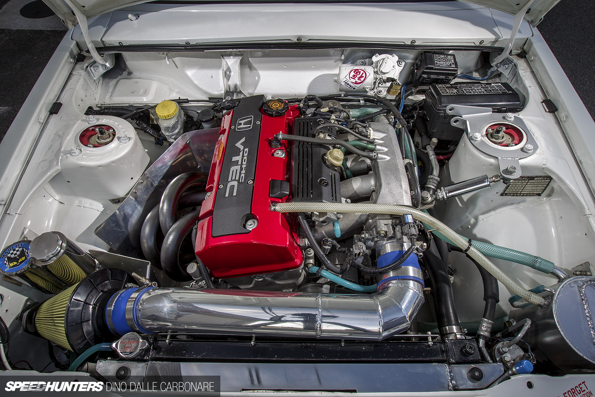 Common-Snapper-510-07