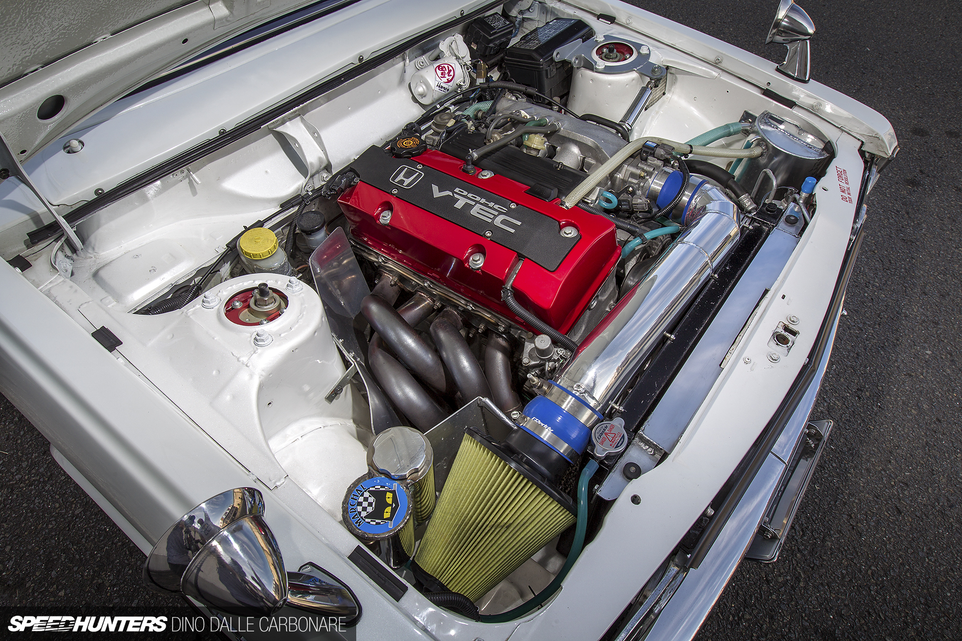 Common-Snapper-510-08