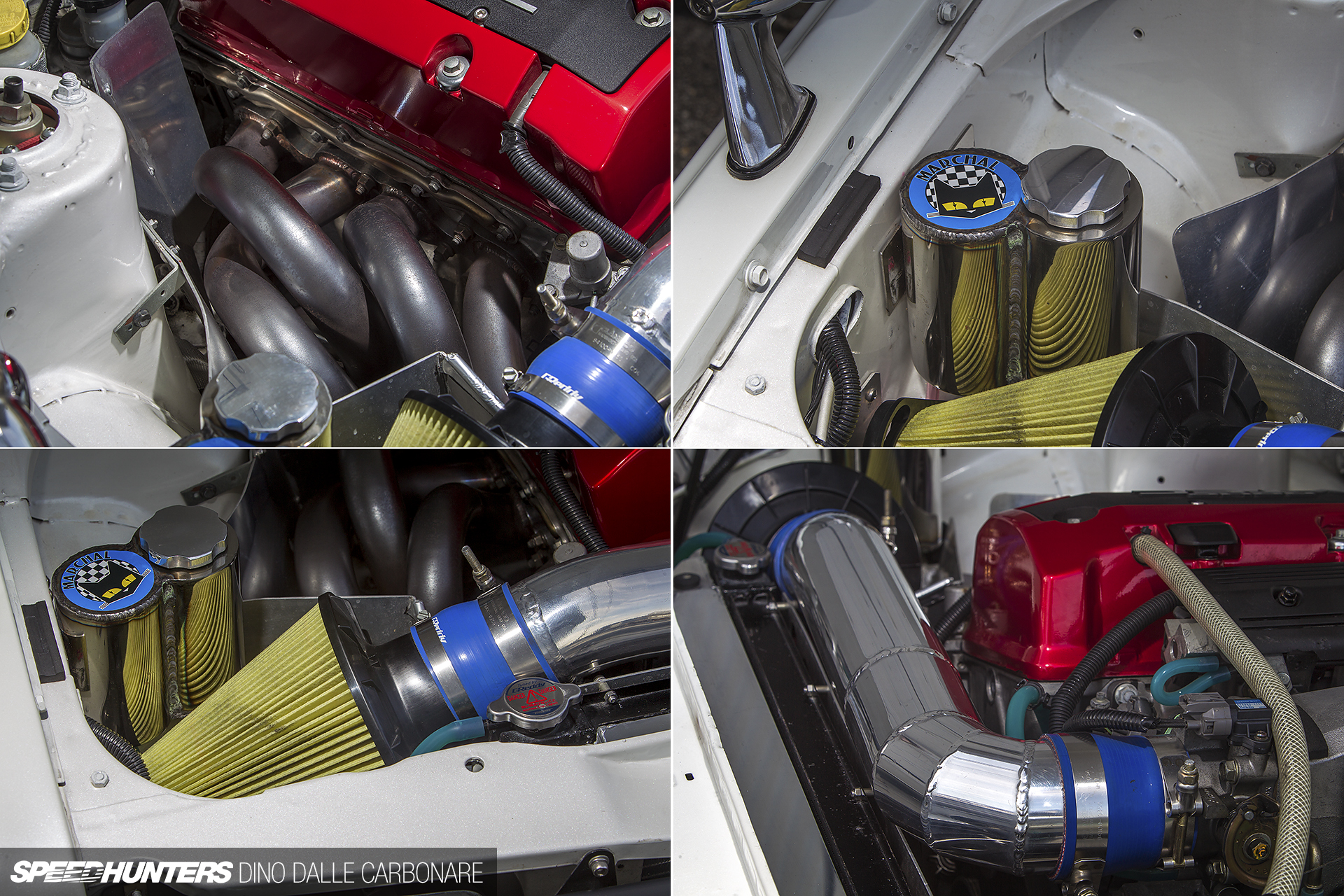 Common-Snapper-510-22