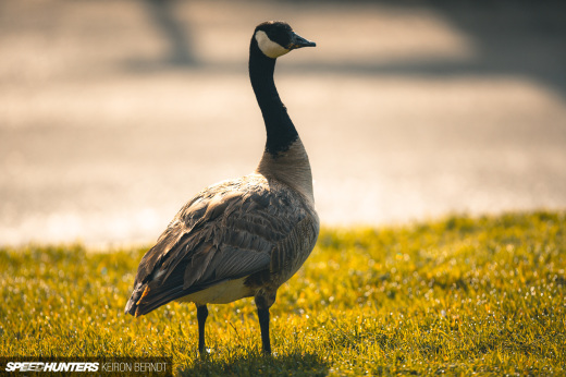 Luftgekühlt 6 – Keiron Berndt – Speedhunters –&nbsp;2019-0495