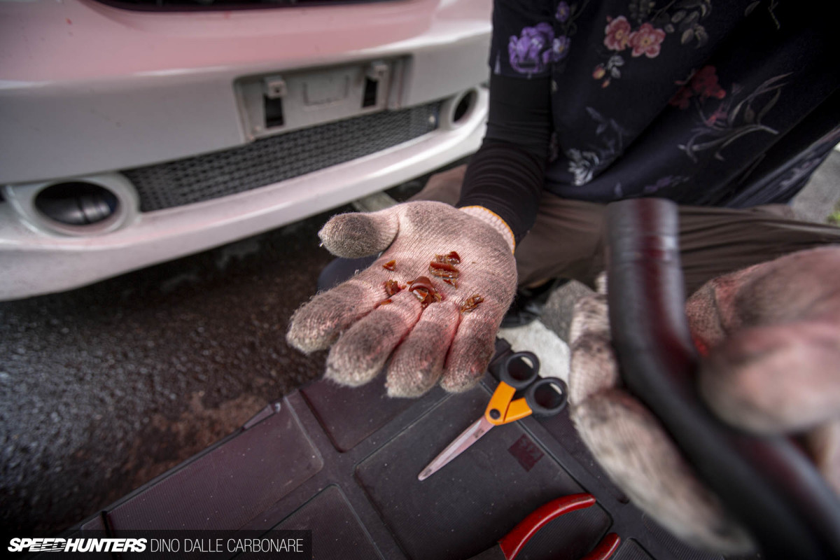 tomocheka_dino_dalle_carbonare_27