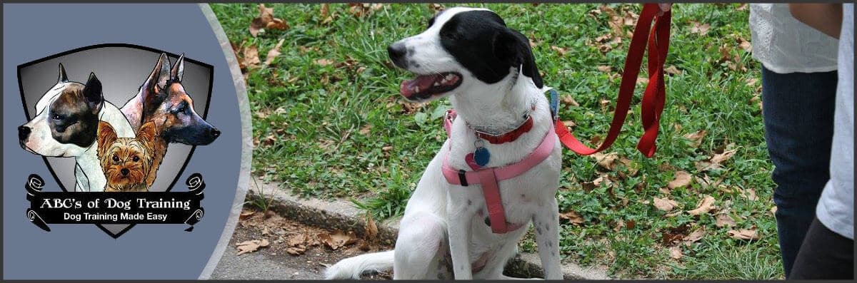 happy canine staten island