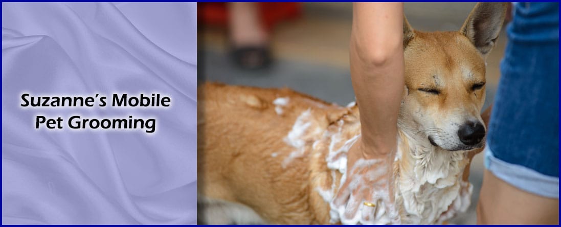 suzanne's mobile pet grooming