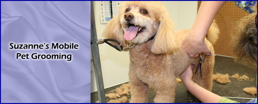 suzanne's mobile pet grooming