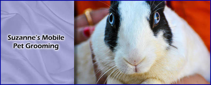 suzanne's mobile pet grooming