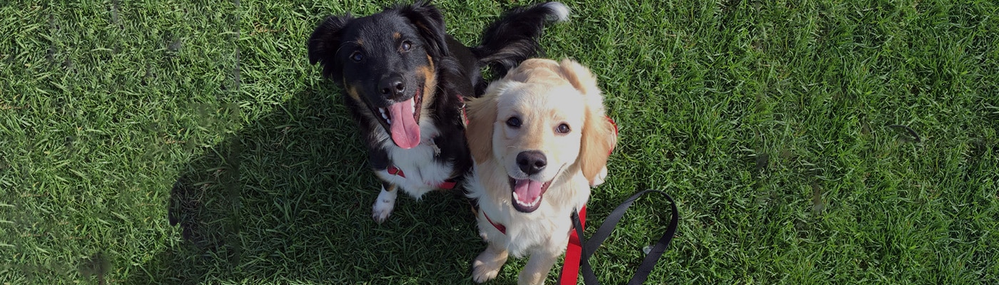 grateful dogs daycare
