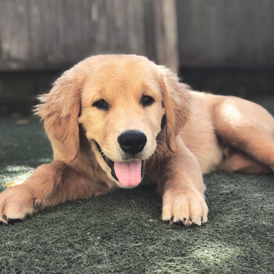 grateful dogs daycare