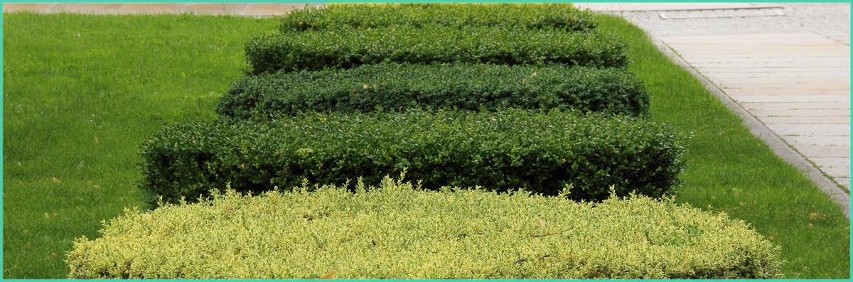 Rey's Landscaping & Fencing Offers Bush Trimming Services in