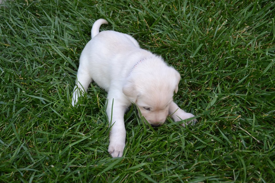 Laurie And Joe S Labs Is A Labrador Puppies Breeder In Pleasanton Ca