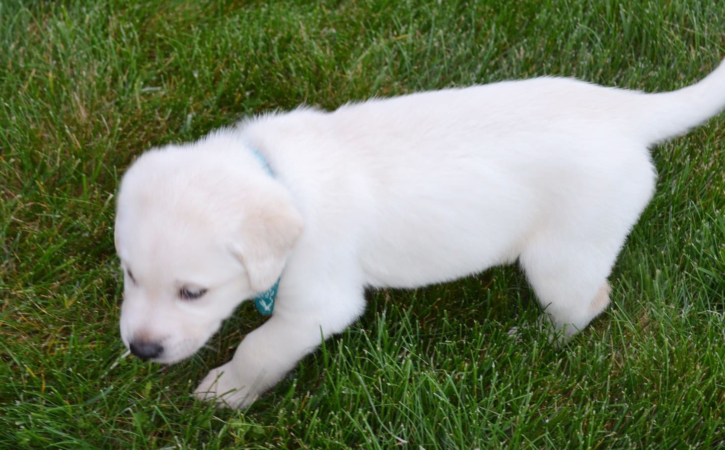 Laurie And Joe S Labs Is A Labrador Puppies Breeder In Pleasanton Ca