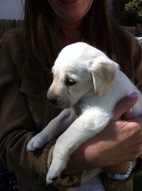 Laurie And Joe S Labs Is A Labrador Puppies Breeder In Pleasanton Ca