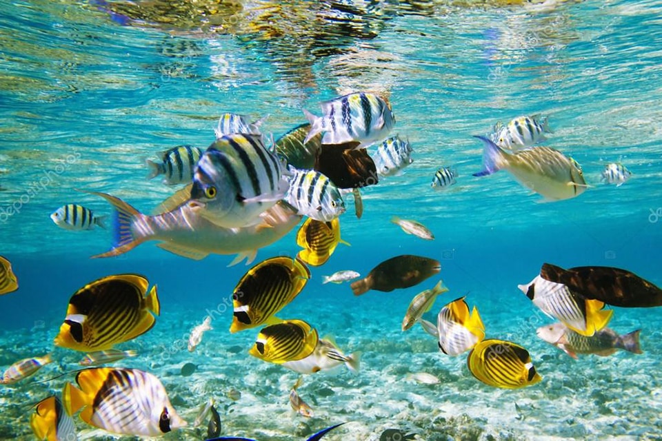 5 Star Aquariums is a Aquarium Store in Oceanside, CA