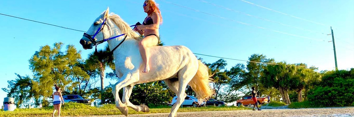 Gallery - Florida Beach Horses
