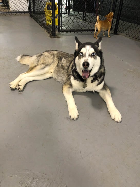 Must Love Paws is a Dog Day Care in Corvallis, OR 97330