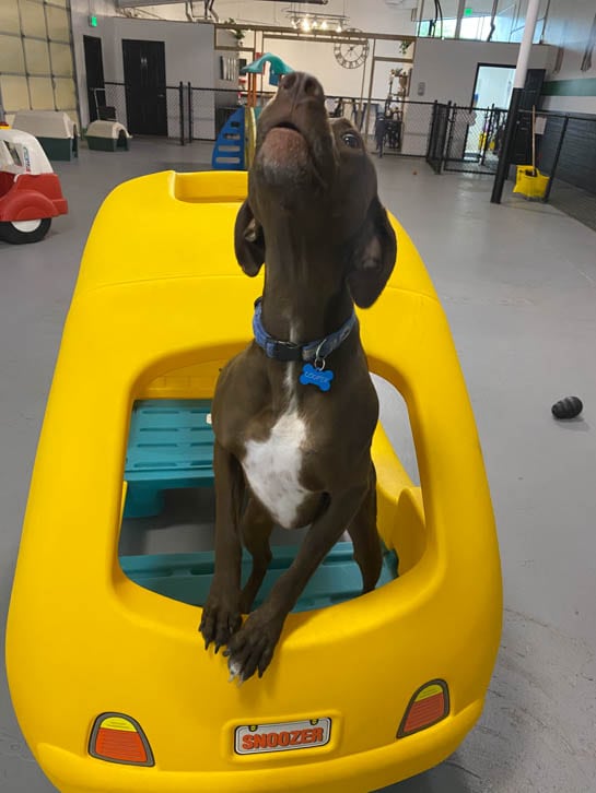 Must Love Paws is a Dog Day Care in Corvallis, OR 97330