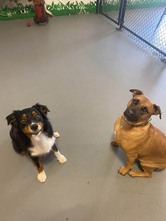 Must Love Paws is a Dog Day Care in Corvallis, OR 97330