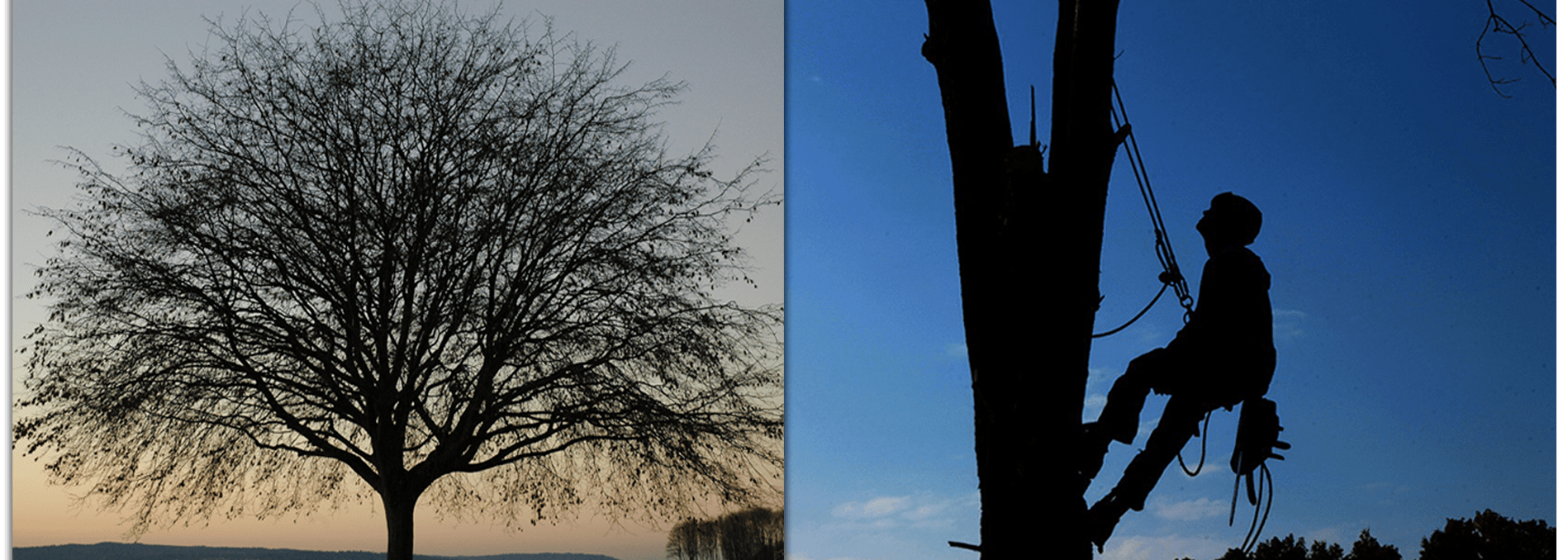 Home Page H M Tree Service Llc