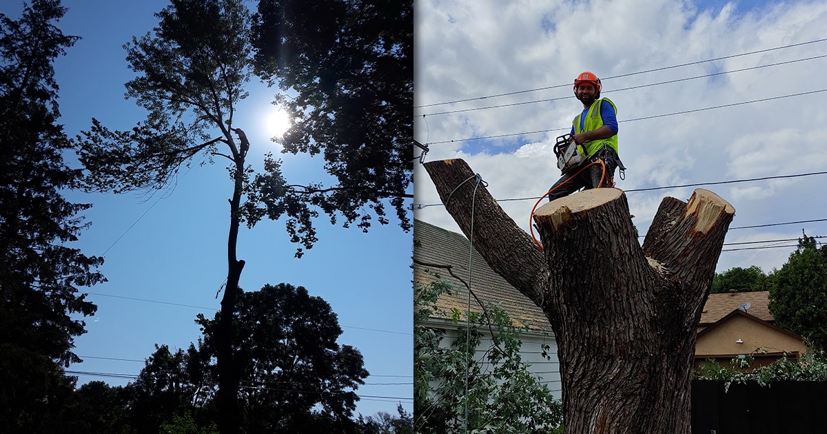 Home Page H M Tree Service Llc