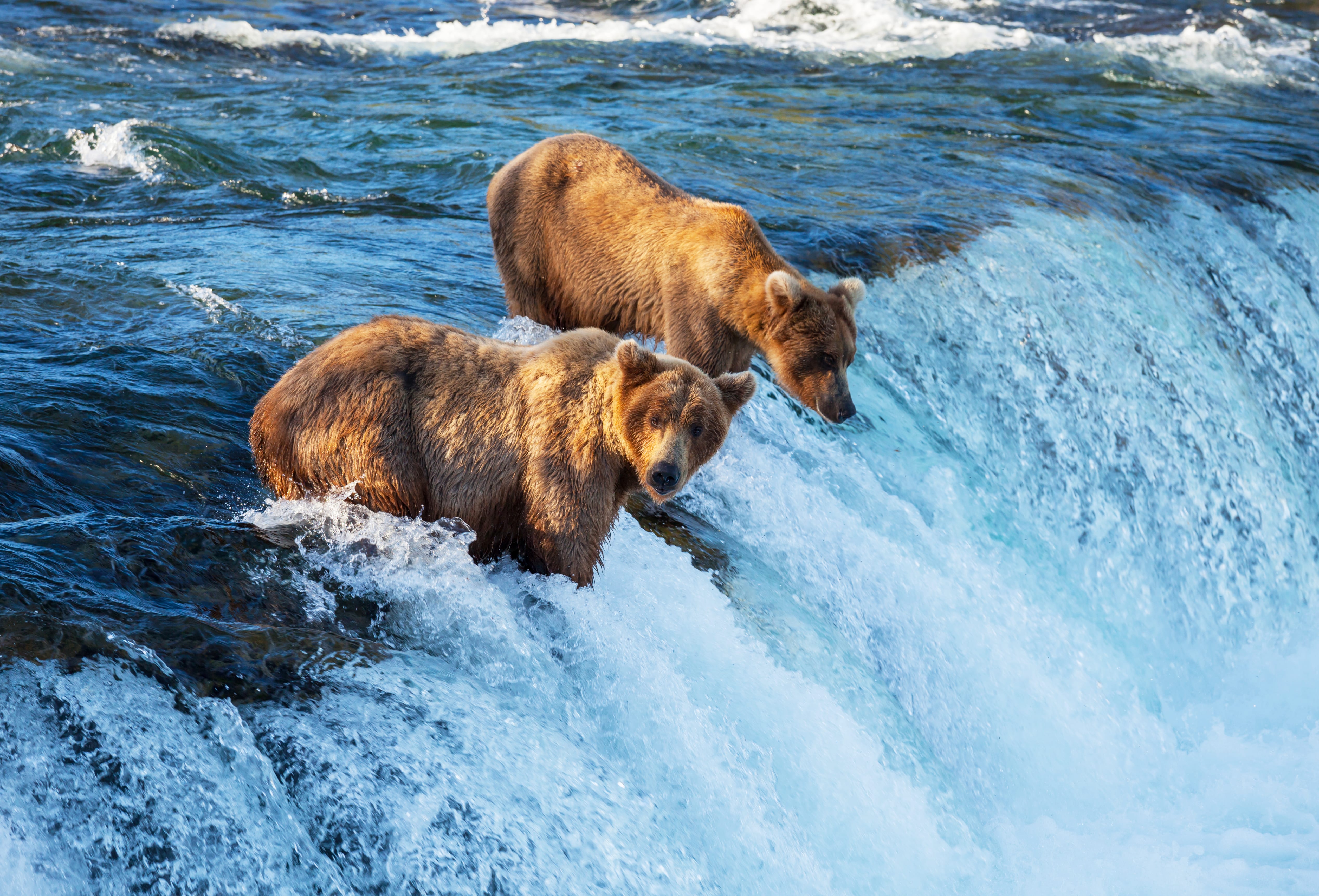 Alaska Bear RV Rentals is a RV Rental Company in Anchorage, AK 99518